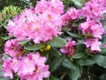 mini-rhododendron5