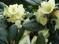 mini-rhododendron6