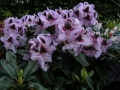 mini-rhododendron8