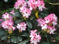mini-rhododendron9